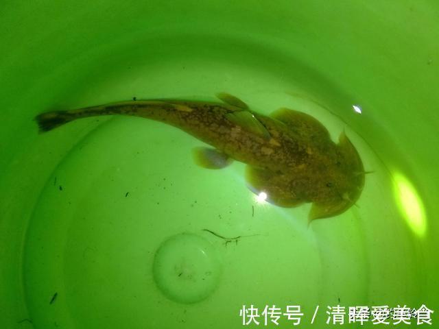 石爬子鱼,虽躲进湍流里生长,依然躲不过1000元一斤走上餐桌