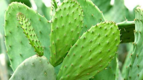 养花 天气寒冷大多数植物和花卉的生长和代谢会减慢 粉紫色 养花 天气寒冷大多数植物和花卉的生长和代谢会减慢 粉紫色