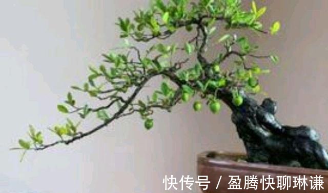 老桩|给金弹子盆景造型,几个问题要注意,你做对了吗?