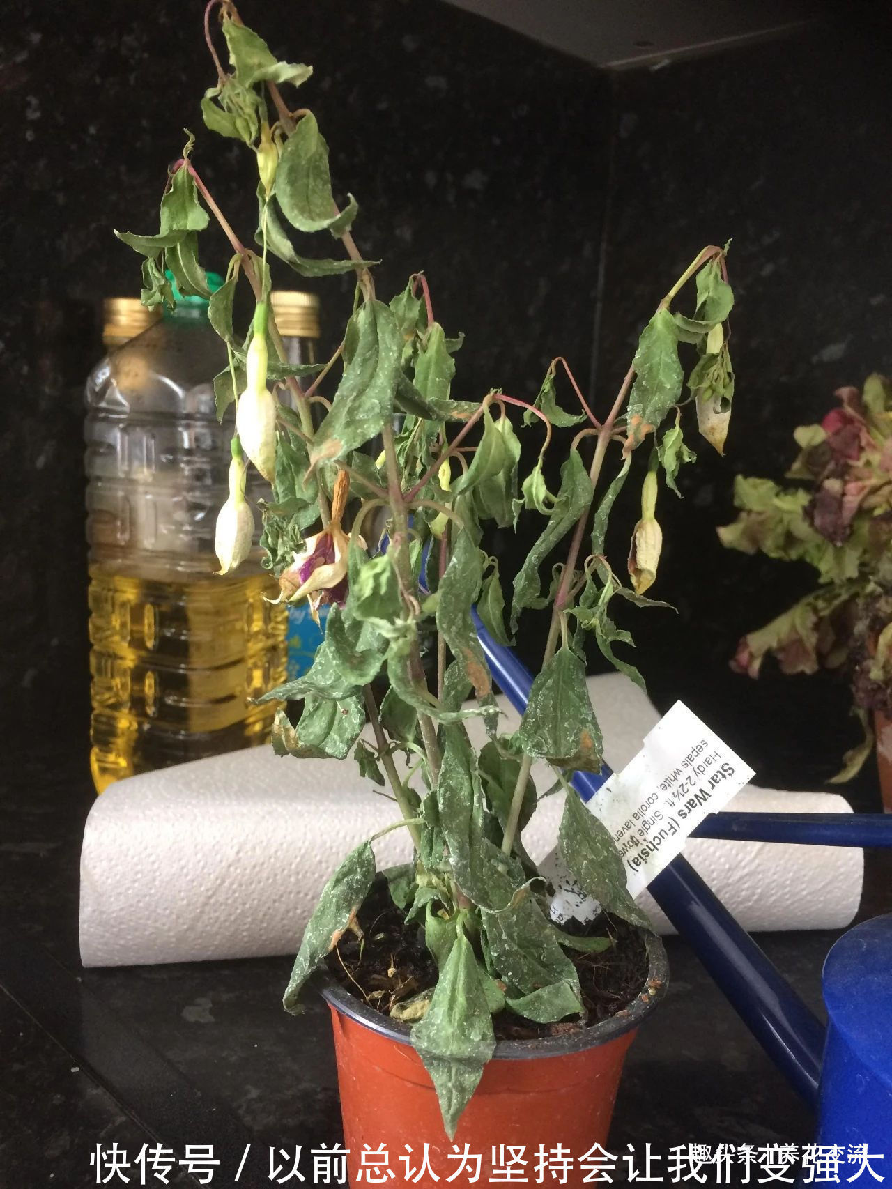 倒挂金钟盆栽买回家过几天就蔫了，花苞不断掉，啥情况呢