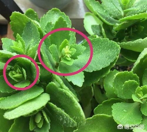 长寿花刚开始出花包芽之后应该怎样上肥？