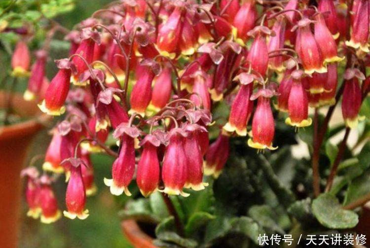 养人又旺财的“4种花”,开起花来拦不住,一养就上瘾!