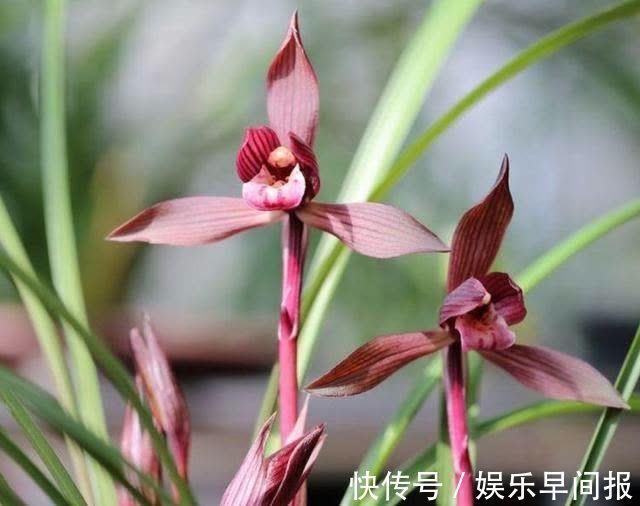 这款兰花真不错,建议花友们入手一盆,香气浓郁,花色艳丽