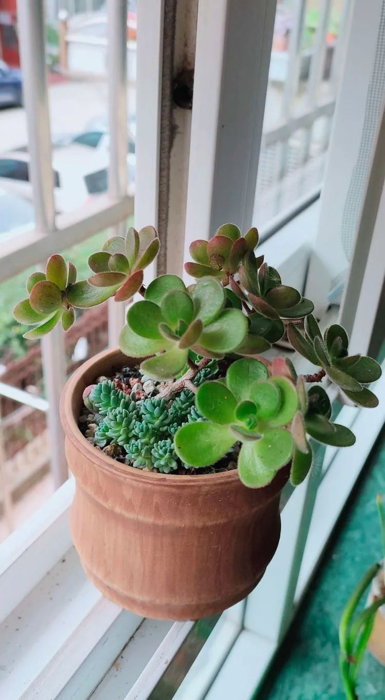 爱自己、爱家人、爱生活、爱多肉,因为有爱我便无惧风浪!