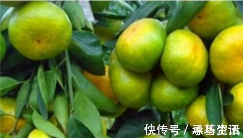 排毒|人到中年想长寿,推荐吃以下食物,清热排毒,补充营养,早吃早好