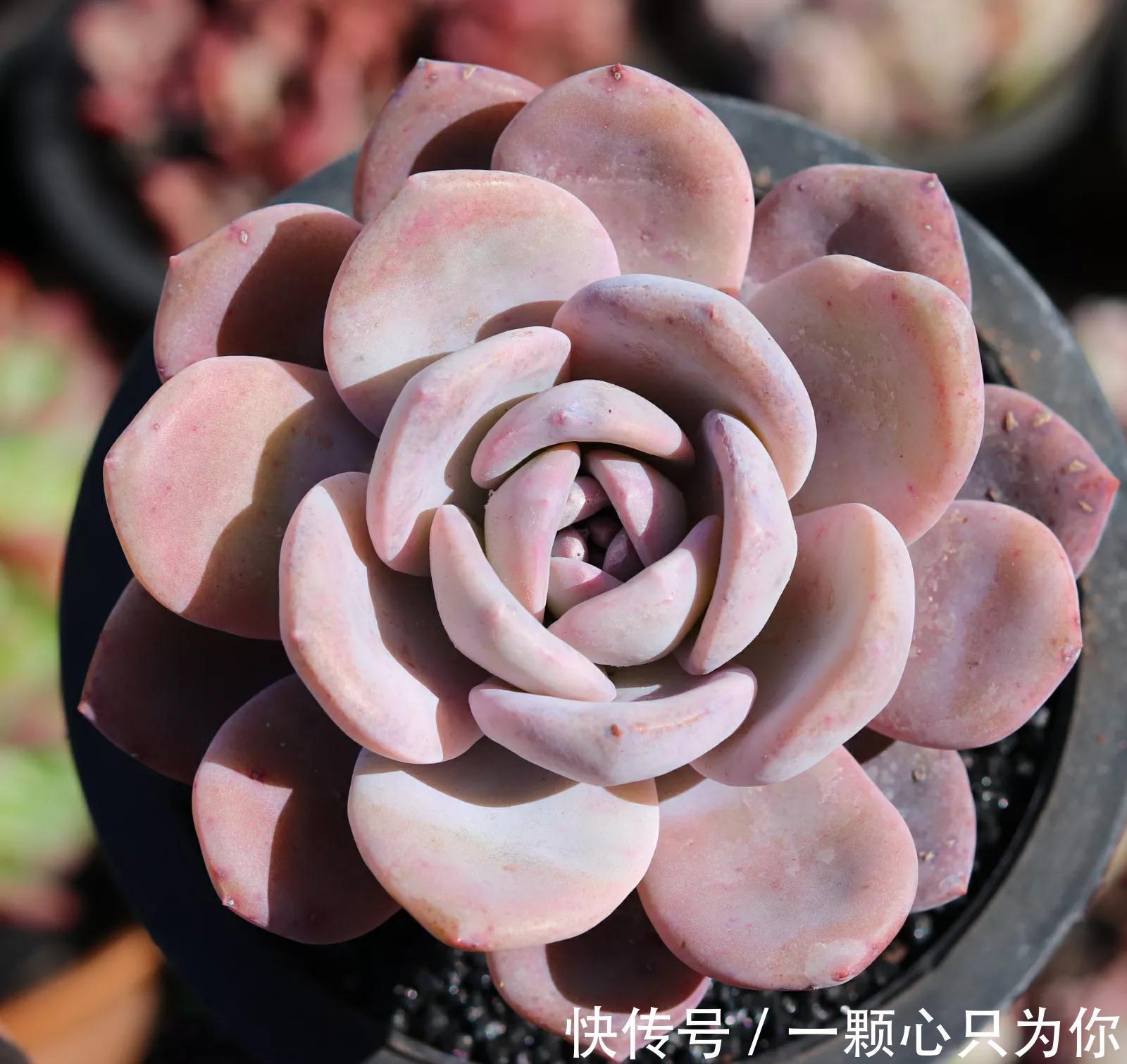 多肉中的贵货小仙女，颜值高，仙气足，你不要错过