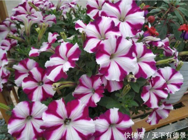 4种花,堪称“开花机器”,花期长、花量大,好养活还不贵