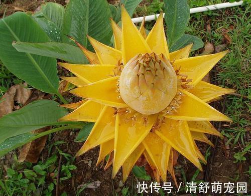 老花农都爱养的四大辟邪花卉,养一盆避邪镇宅,你家养了没?