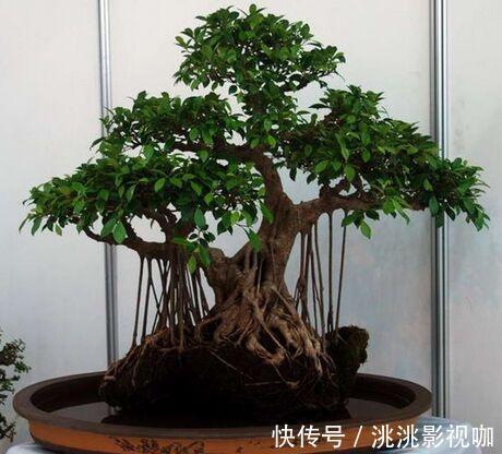 观赏价值|2种“镇宅树”,猪年养一盆,财运旺旺旺,观赏价值高!