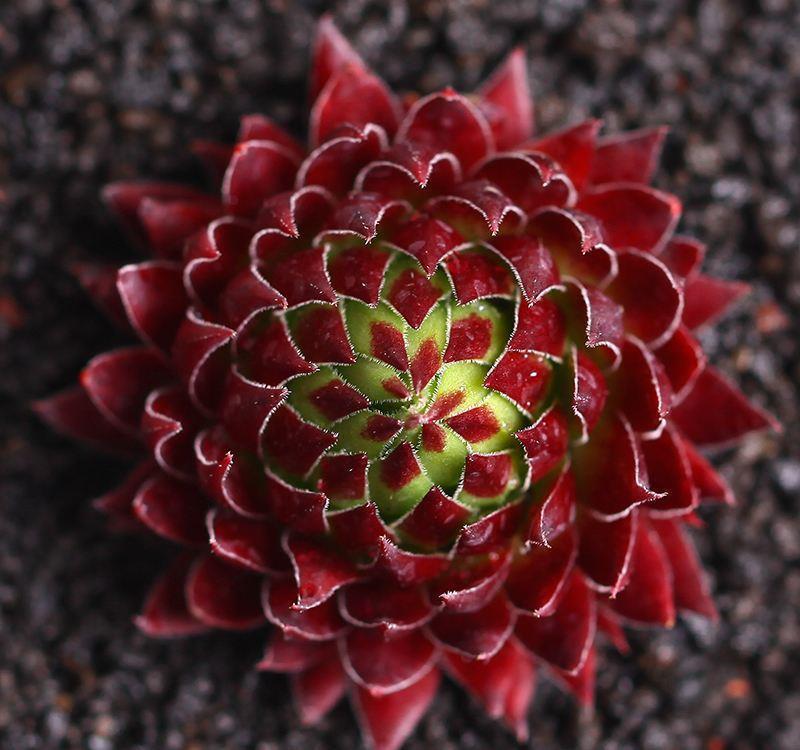 长生草|长生草多肉品种真够多的,状态样式都各不相同,一起来认识一下吧