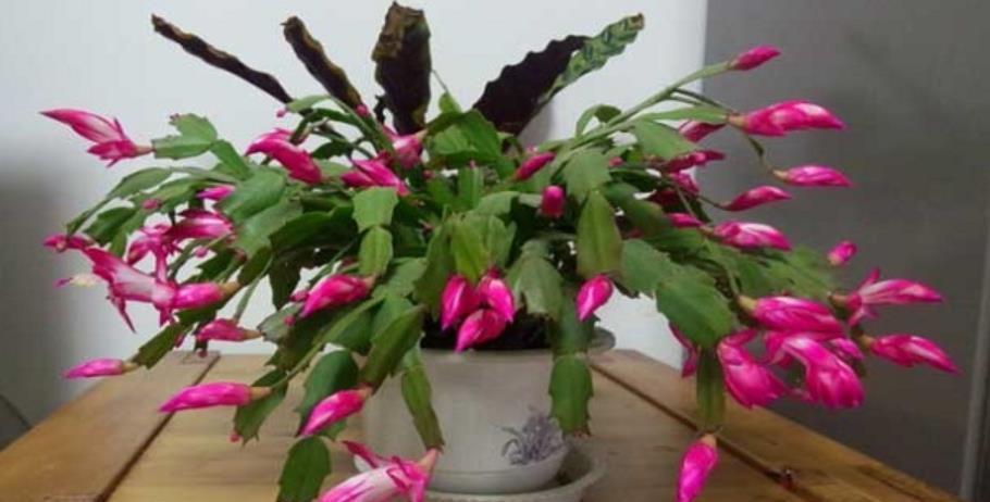 非洲堇|9月了,赶紧扦插这些花卉,生根快成活率高,培育多盆成大户