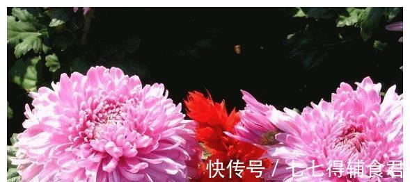 时辰|出生时辰决定着命运，这几个时辰出生的宝宝，生来“将相命”！