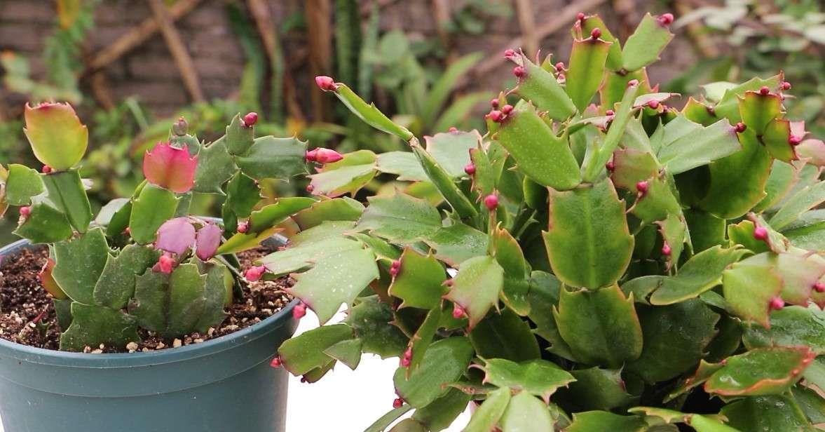 一个叶片,扦插蟹爪兰,一晾一晒,大白根7天冒出来