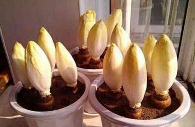 营养|这蔬菜80元一斤不好买,可直接生吃,比鸡蛋更营养,是痛风克星