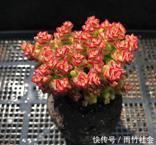 株型|养多肉小米星,变红有技巧,掌握3点,容易群生株型优美