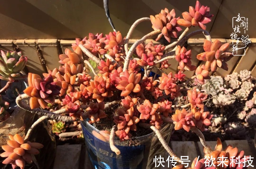 柴米油盐的日子，养几盆多肉吧，为生活添几抹色彩！