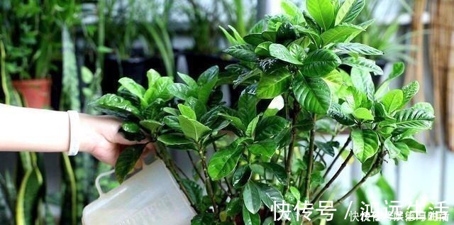酸碱度|厨房一种调味料，养花3个用法，分分钟拯救黄叶，比硫酸亚铁都强！