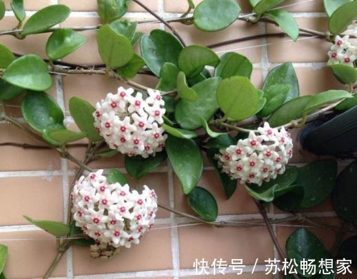 盆花|新手养花,不如养盆花中精品“盘龙扶郎”,似藕粉金桂,绚丽秀气