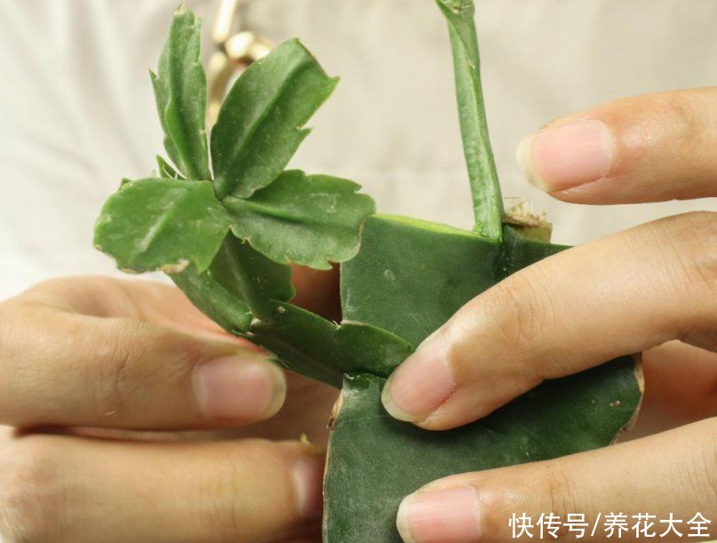 嫁接|养了30年的玉树，扦插开出9色花，快来沾沾喜气