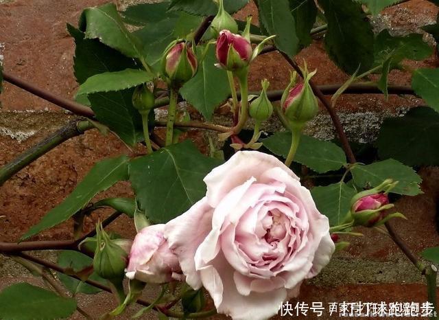 25个拥有中国血统的波旁月季。花朵超大个个丰花,还能爬藤做花墙