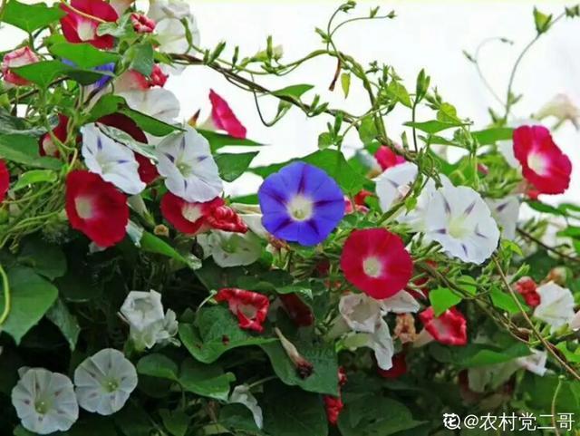 想要家里四季花开，这20种花，连续能开300天，完全不歇气