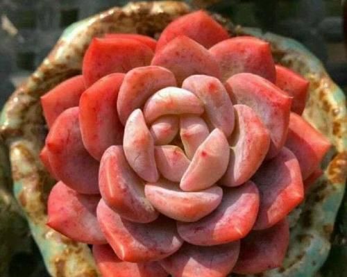 价钱|阳台养多肉别错过这5款莲座型的品种,与价钱无关,就是很适合