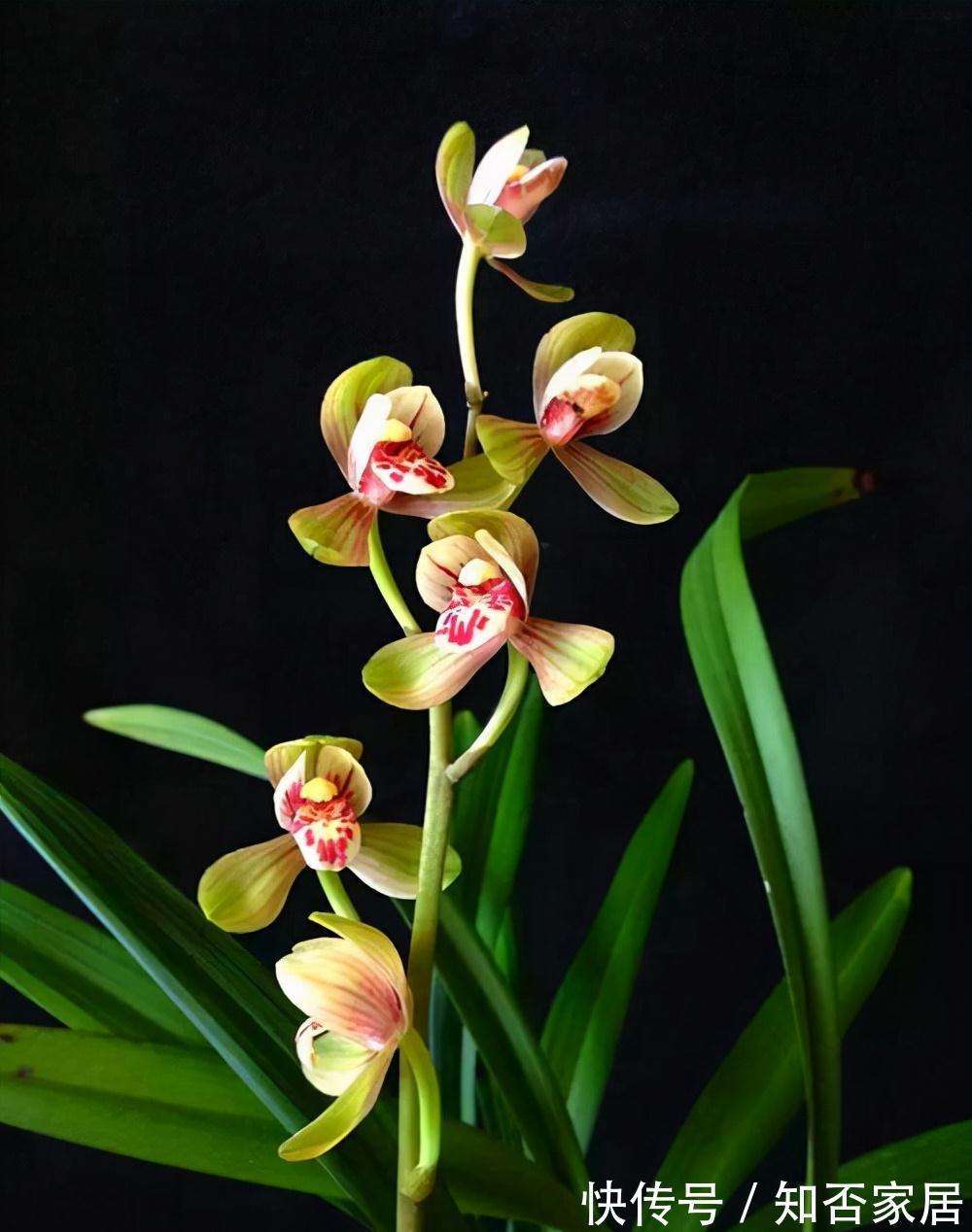 淘米水浇花，有些细节要注意，不然会适得其反