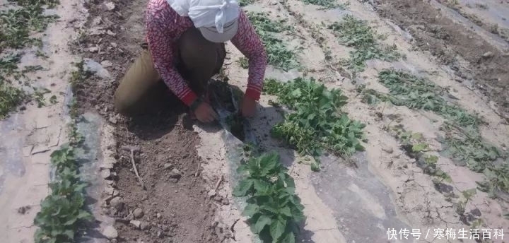 认识杂草——龙葵