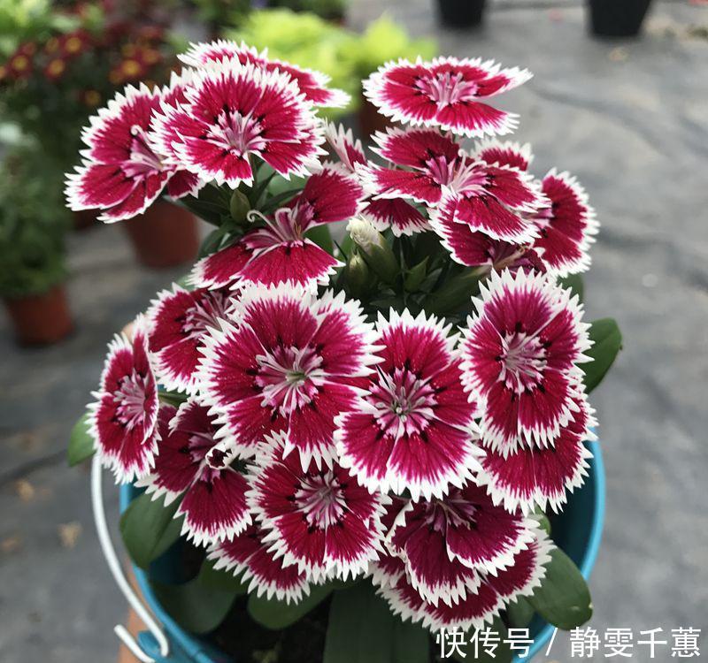 蓝雪花|7种“省心花”,耐阴、耐旱,不招虫、生病少,还特爱开花