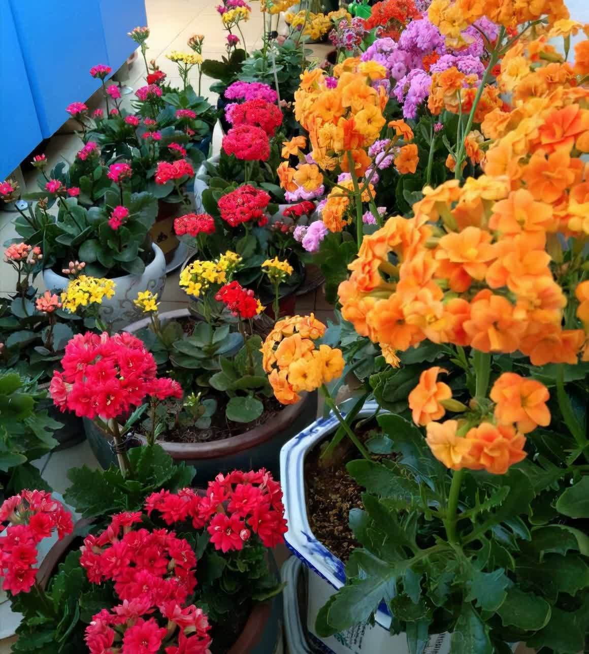 花色|寓意吉祥的“4种花”,建议家里养一盆,好养还利于健康