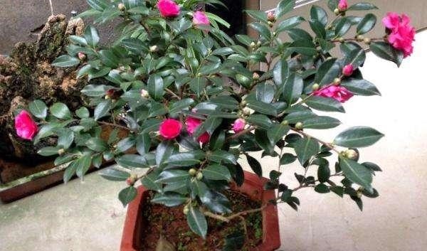 养“茶花盆栽”，“长势”瘦弱不饱满，做好5个方面，枝多花也多