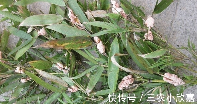 竹子|它若长在您家竹子上,请别摘掉,因为太珍贵了,100元一斤