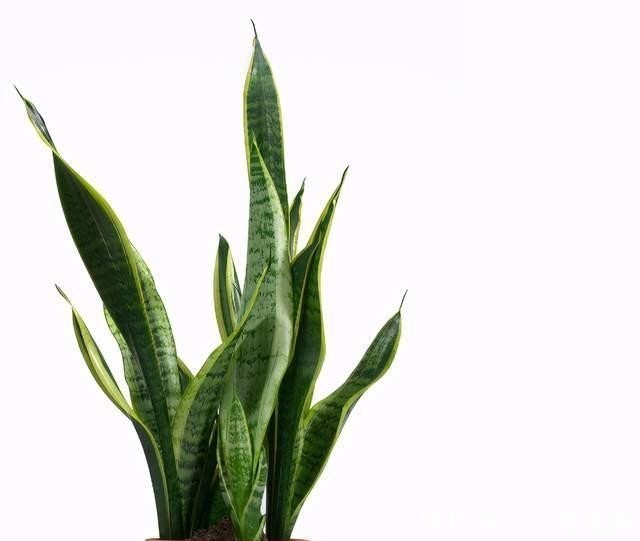 定要注意|虎皮兰作用多,养护技巧也简单,这么好的盆栽谁不喜欢