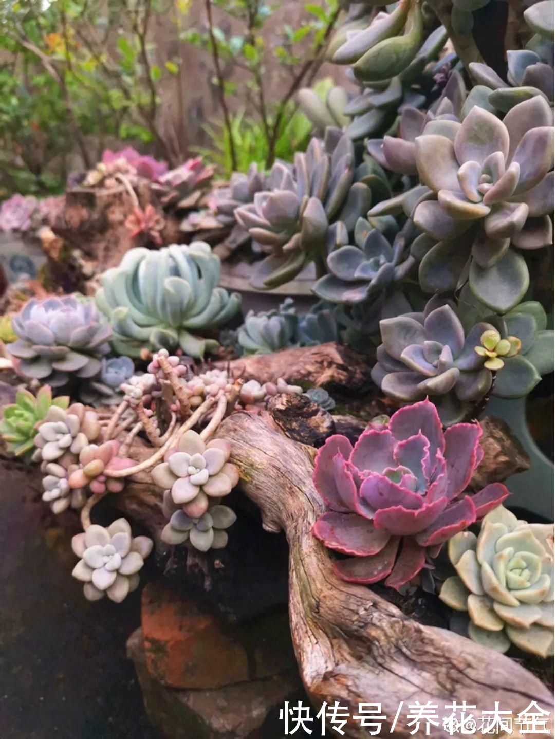 过完年，垃圾桶周围多了不少花，又要开始捡破烂儿了