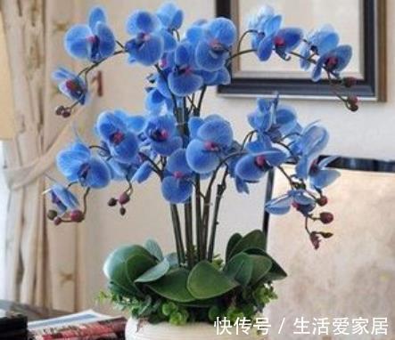 秋天逛花市，5种花值得入手，带回家好养护，皮实健壮开花美