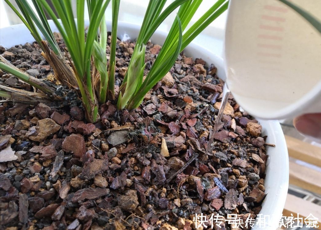 技巧|养兰花浇水很关键，记住几个浇水技巧，兰株不烂根不空根