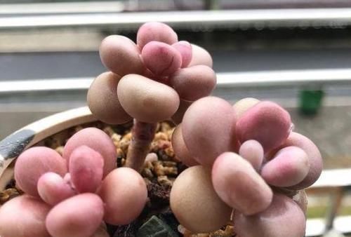 叶子|多肉叶子一碰就掉怎么办?摸清这些病灶、处理方法,一切没问题