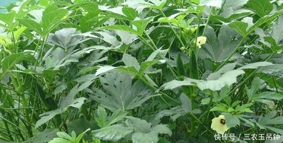 黄秋葵健胃护肠,让更优质美味的黄秋葵上市,仅需做好三点