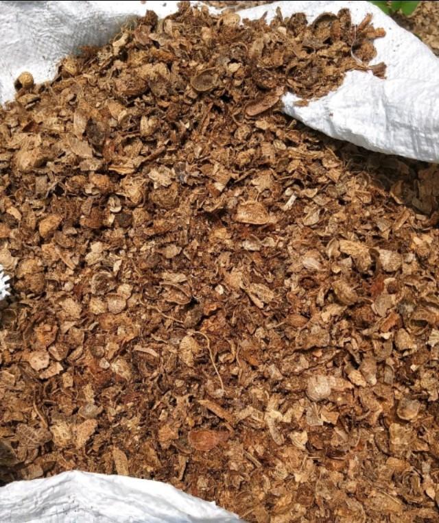 养好君子兰,根本不花钱,找点“废物”浇一浇,长成“极品兰”