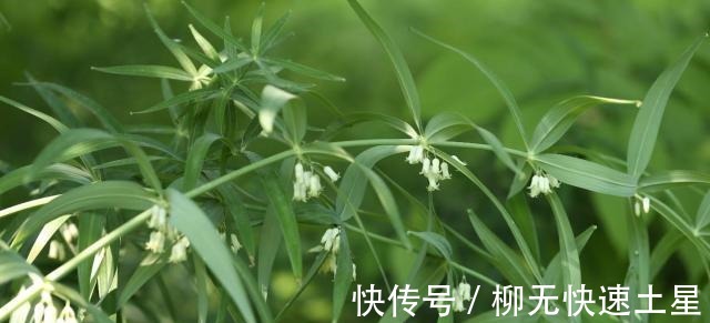 中药$黄精反复地在《西游记》中出现!