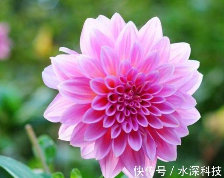 阳台|阳台养这几朵花，花开不断，沾点水就疯长，开花勤还爱爆盆