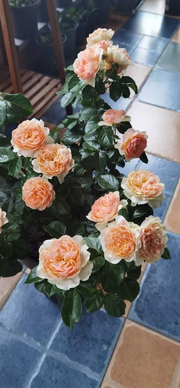 杏色|阳台养一株“杏色露台”,四季都有花看,赏花又闻香,种植也不难