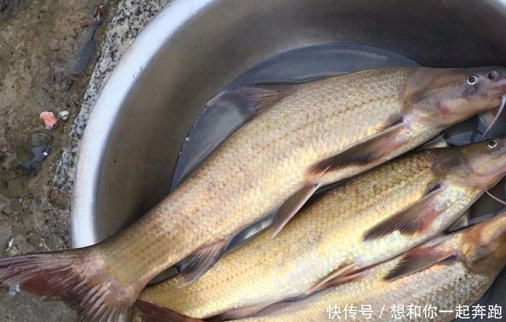 后养|俗称“水米子”,30年前江里很多,上岸后养不活,至今无法养殖