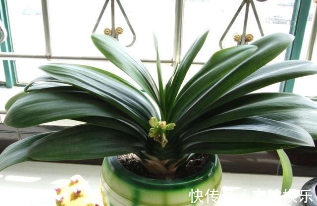 为什么盆栽君子兰长势不佳找准这3方面原因,叶片突突长不停