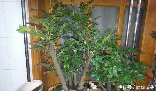 盆景|原来有钱人家都养这个花,镇宅,招财,这可是“帝王之木”!