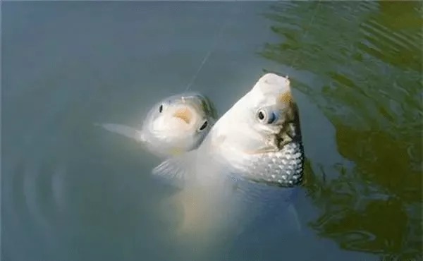钓鱼开饵技巧，腥味饵料不是万能的，这样搭配才更有效果！