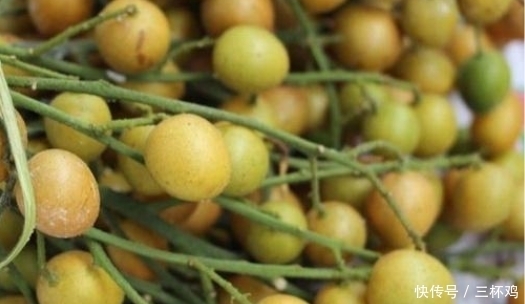 它比梨还润肺,是食药同源的“健康果”,止咳效果好,早知早受益