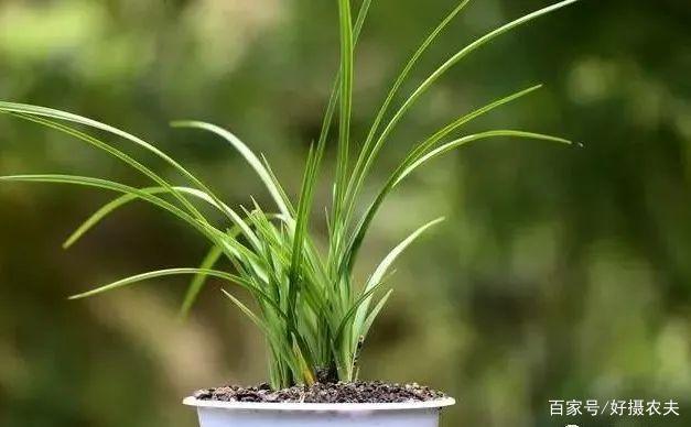 兰花换植料后,叶片有点萎蔫,是不服盆吗