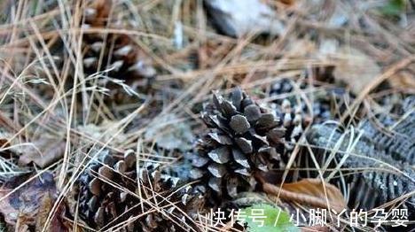 冬季养君子兰，2种垃圾扔盆里，做好2点，根系壮开花旺