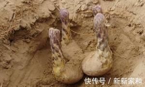 保溫杯|中醫建議：4種中藥泡水喝，50歲年齡30歲的身體，早知早受益！